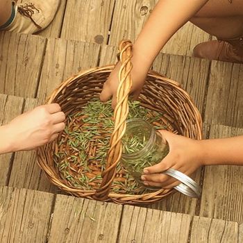 Weedcrafting: Wildcrafting for the next Generation of Foragers