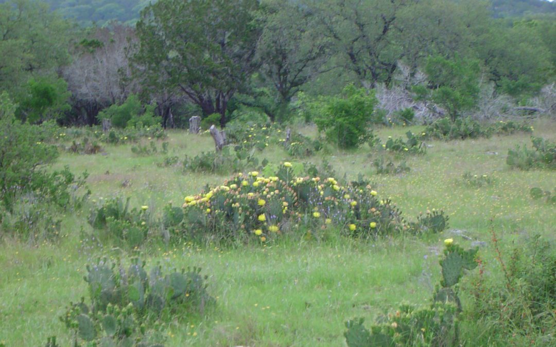 Bioregional Herbalism: Important Wild & Weedy Herbal Allies of Central Texas