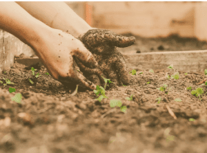 Herbal Immersions with Nicole Telkes