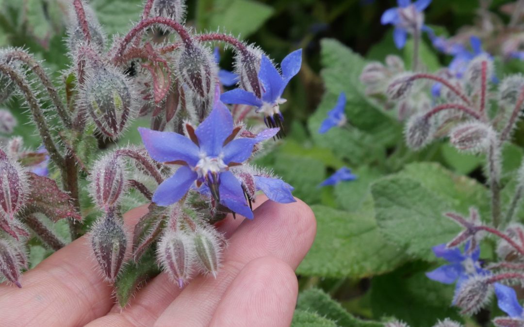 Borage for courage!