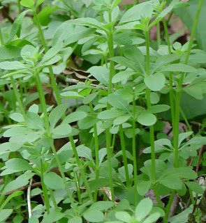 Cleavers, Galium aparine by Student Contributor Tracey Gulledge