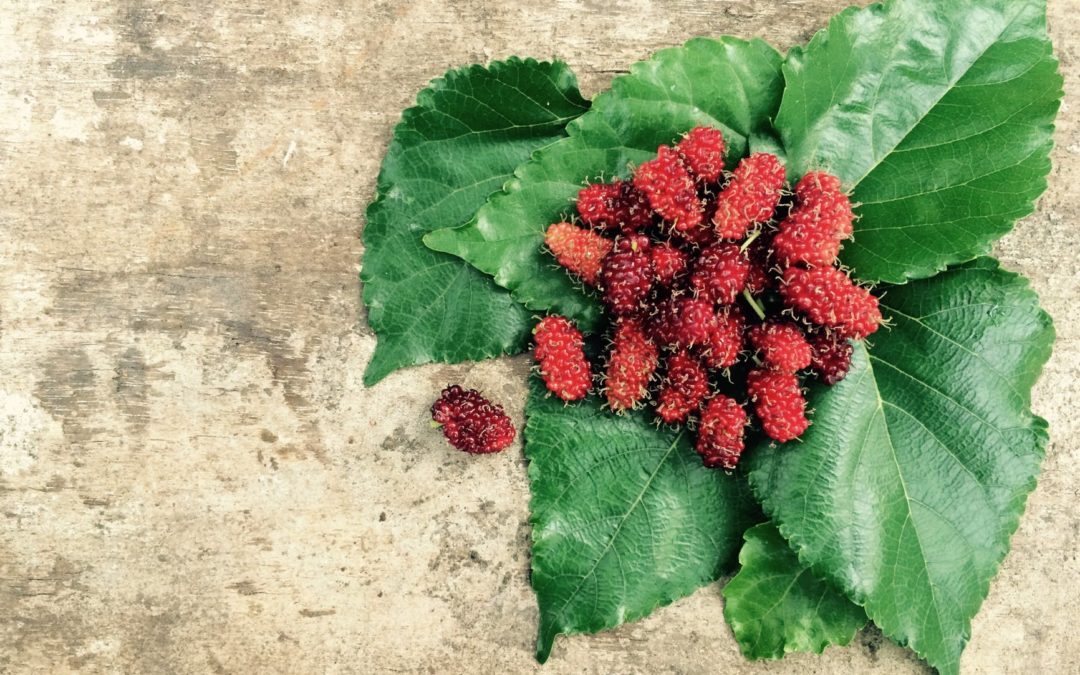 Lungfire Seasonal Remedy