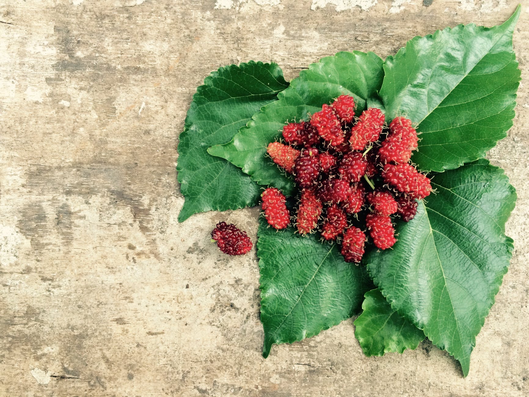 leaf fruit mulberries mulberry