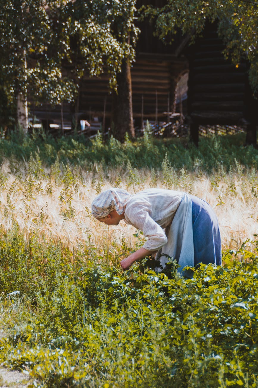 woman harvesting vegetables in rural area