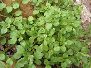 Chickweed: The Tiny Star